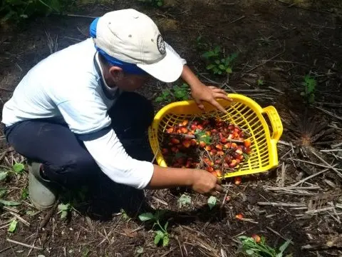 Keranjang Buah (Pengky)/ Keranjang Brondolan Sawit Hijau 2