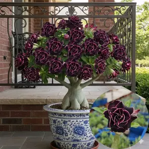 Tanaman Hias || ADENIUM BUNGA TUMPUK ID VIRAL DI THAILAND