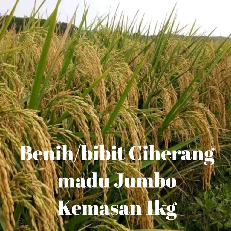 PROMOO BENIH/BIBIT PADI CIHERANG MADU 2KG 0