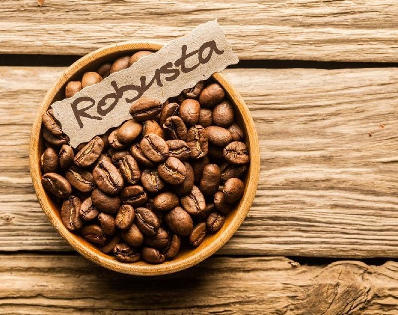 5 Bibit Benih Kopi Robusta Super Unggul 1