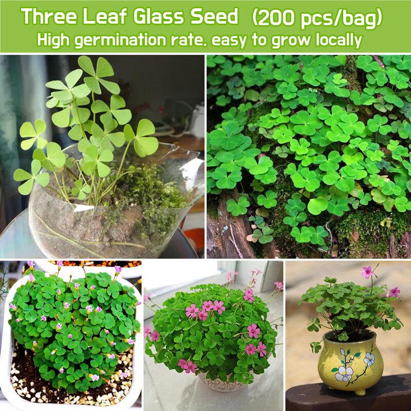 Product Introduction of [Fast Shipping] 200 Seeds/pack Three Leaf Glass Flower Seeds Bonsai Seeds for Planting Lucky Three Clover Leaf Seedlings Perennial Lucky Plant Seeds Vegetable Seeds Home Garden Decoration Items Indoor Plants Potted Live Plants for Sale Easy To Grow 60
