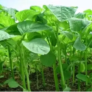 Bisa bayar di tempat - Bayam Hijau 250 biji bibit Benih Bayam Hijau Sayuran Hidroponik Unggul Berkualitas