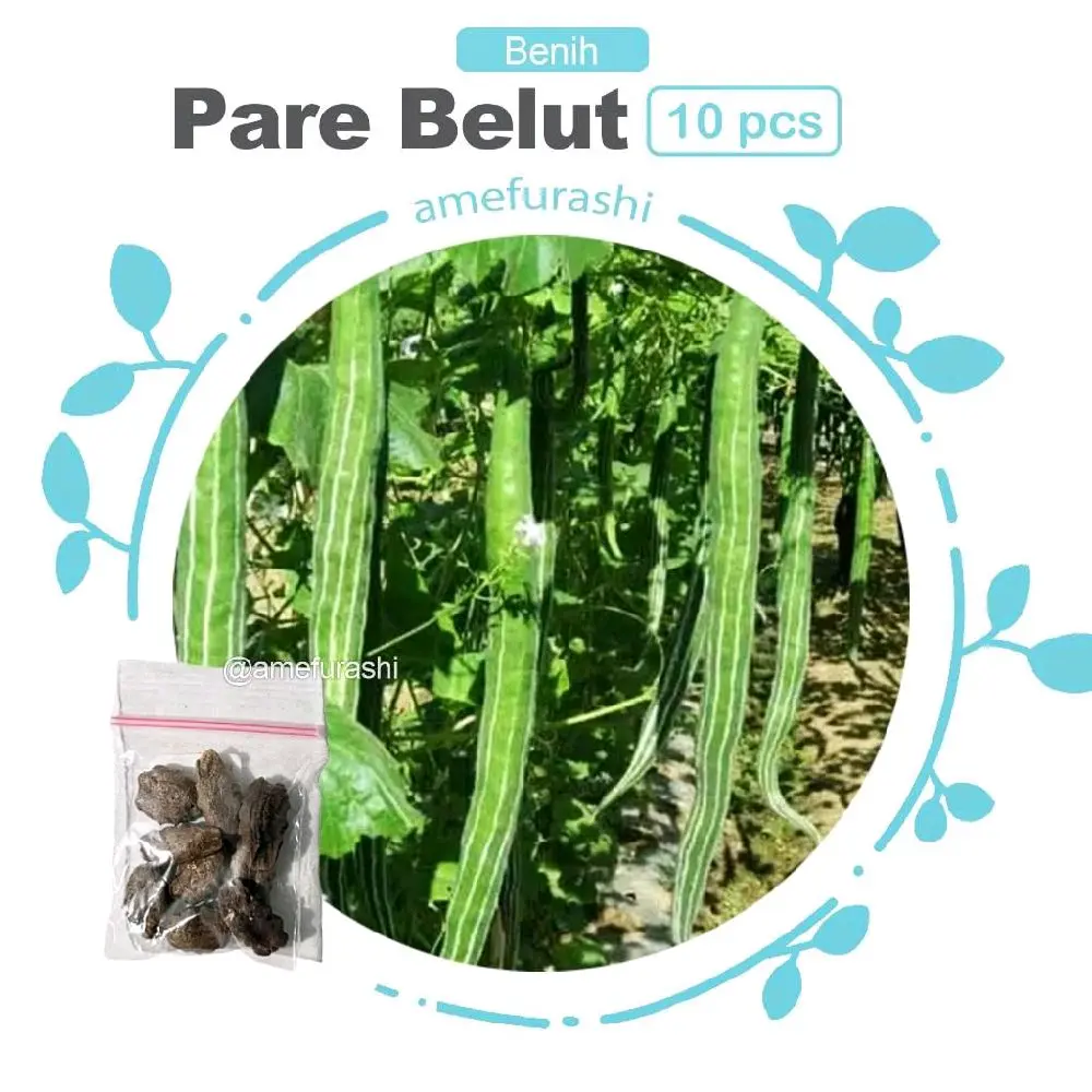 Pare Belut 6