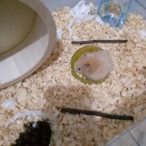 APPLE STICK GIGITAN HAMSTER,SUGAR GLIDER SIZE 13-15 CM APPLE CHEW TOY