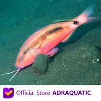 Gambar IKAN HIAS AIR LAUT JENGGOT LONG BARBEL GOATFISH PARUPENEUS MACRONEMUS dari ADRAQUATIC Kota Bandung 1 Tokopedia