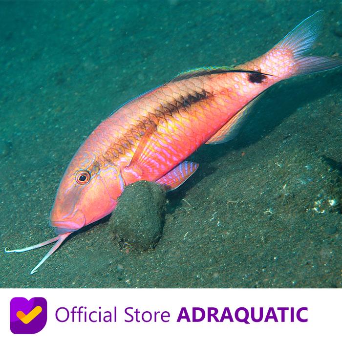 Gambar IKAN HIAS AIR LAUT JENGGOT LONG BARBEL GOATFISH PARUPENEUS MACRONEMUS dari ADRAQUATIC Kota Bandung Tokopedia