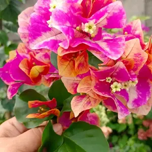 MURAYAMA  BOUGENVILLE IMPORT 100% ORIGINAL TERMURAH