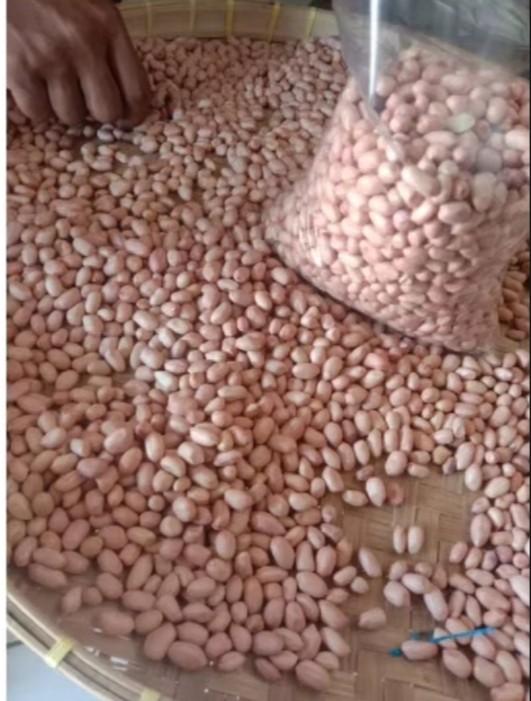 Product Introduction of 500gram bibit benih kacang tanah super//kacang tanah super cepat tumbuh Tanaman 9