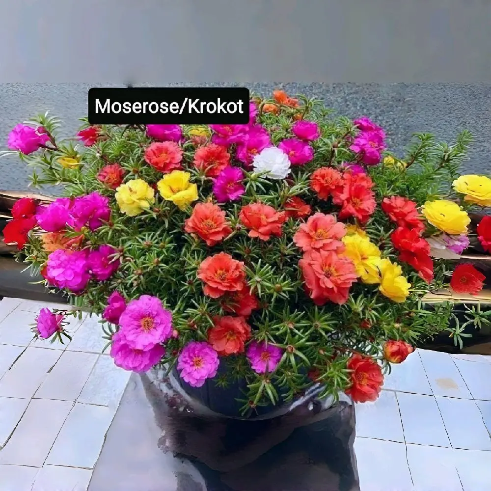 Moserose/Krokot Bibit Bunga Teratai 30 Biji Warna-warni Cocok untuk Taman dan Dekorasi Rumah jamur