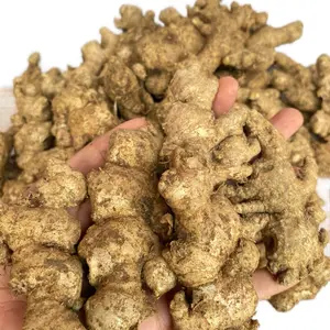 Rempah Jahe Emprit Segar 1 kg- Jahe Pedas Fresh Lokal untuk Bumbu Penyedap Rasa Masakan di Dapur Spices Pedas Bahan Herbal