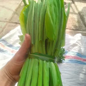 500gram Daun genjer/gendot rempah bahan segar fres siap kirim