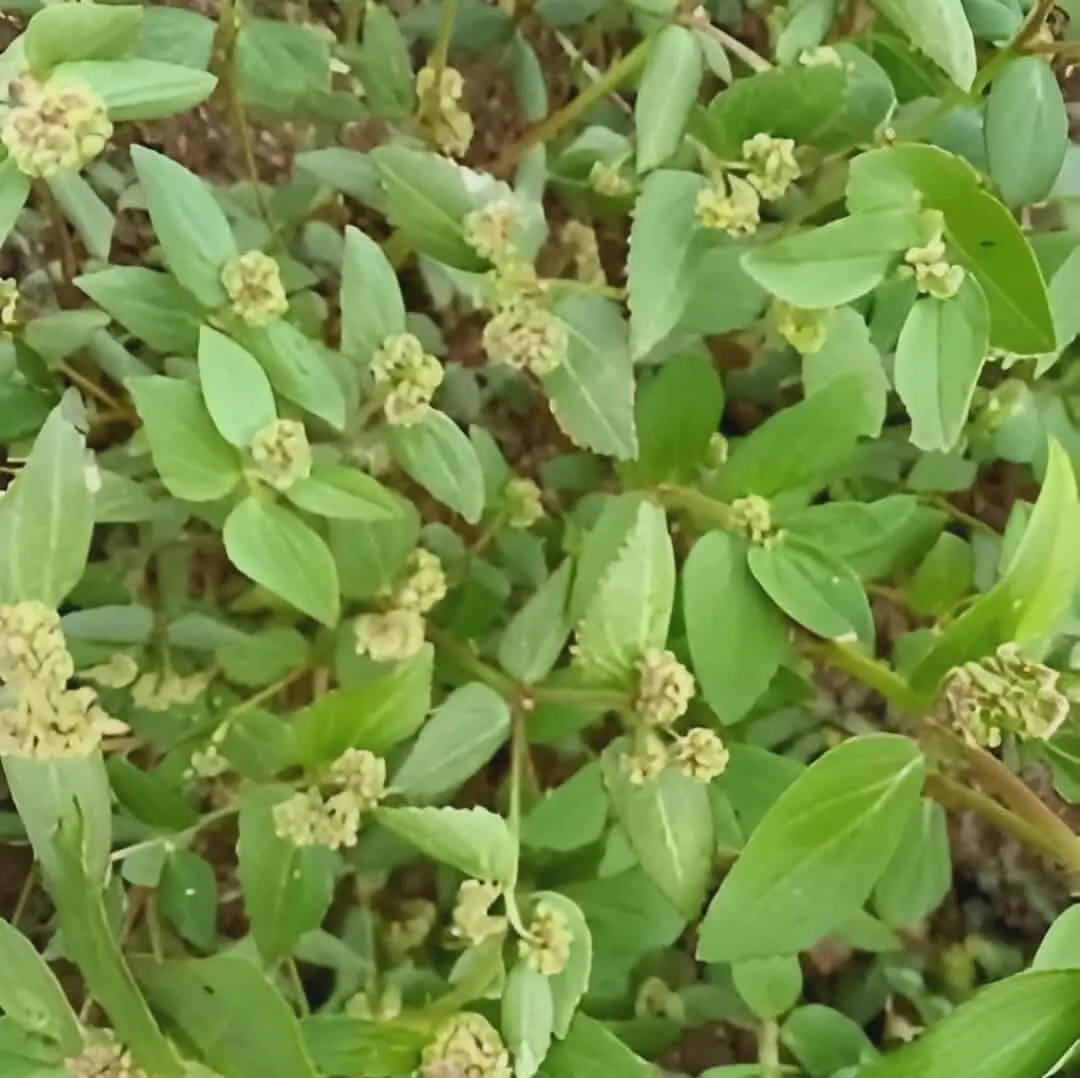 Tawa-Tawa (Euphorbia hirta) Seeds  High Quality Easy to Grow | Approx. 150  Seeds - TikTok Shop Philippines