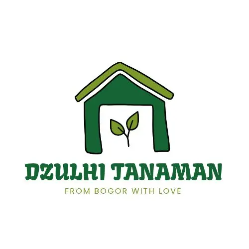 TANAMAN HIAS BUGENVIL BUNGA KERTAS / BUNGA MAHARANI 2