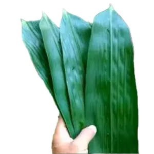 100 lembar Daun Bambu Jumbo, daun bakcang, daun kicang, daun bacang segar