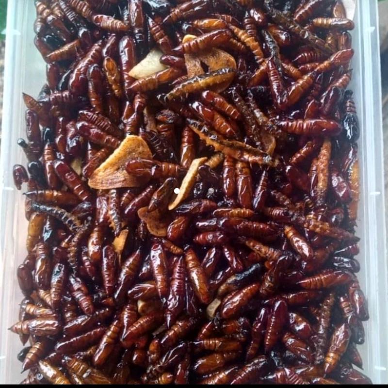 Entung Jati Ungkrung Jati Kepompong Jati Goreng Gurih 1