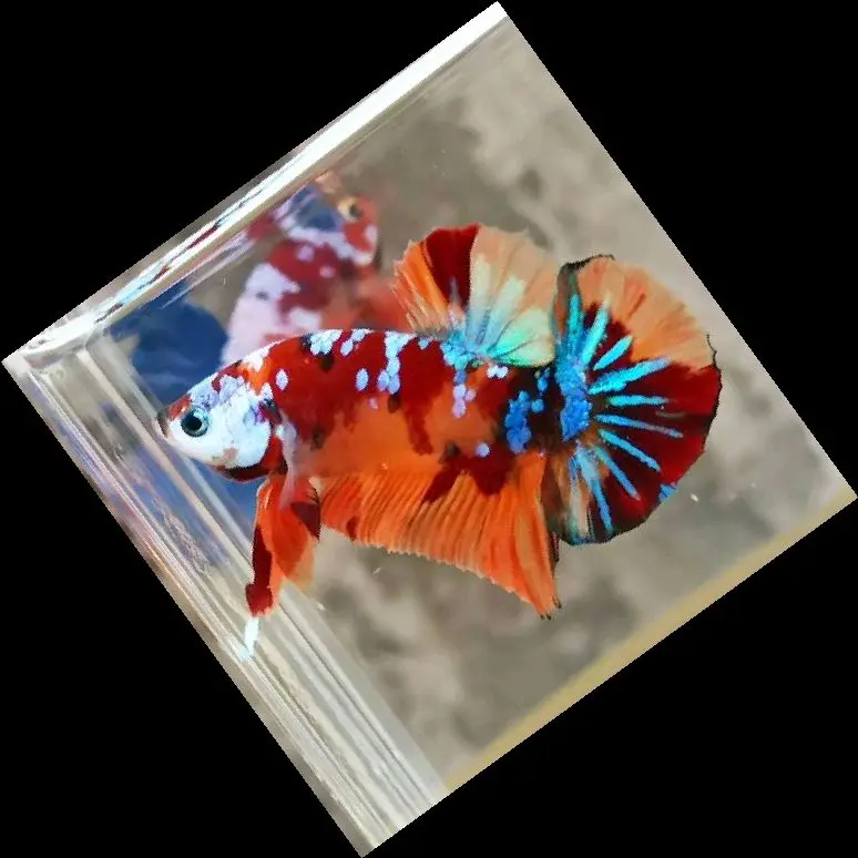cupang pk nemo koi top gredd male