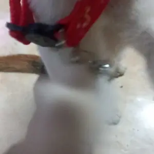 Kalung Lonceng Kucing Anjing Motif MOON & STAR (GESPER KEPALA KUCING)