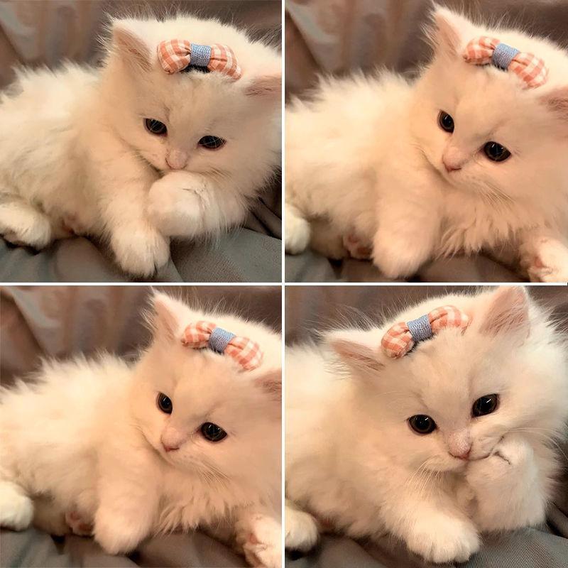Pet Dog Puppy Cat accessories cute hair clip / hair pin / fur clip Fruit Flower design 3