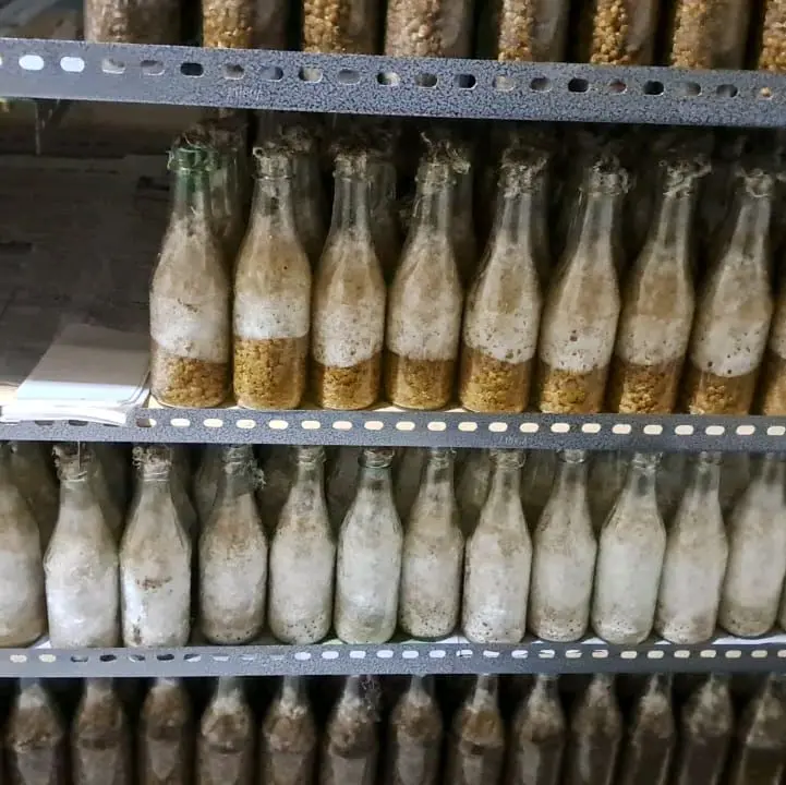 bibit f2 jamur tiram kemasan botol 4