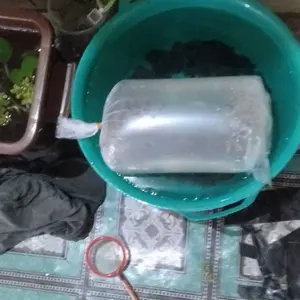 Kebutuhan Akuarium isi 50 pcs molly marble warna mix max