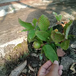 potong cangkok jambu kristal madu fresh Tanaman