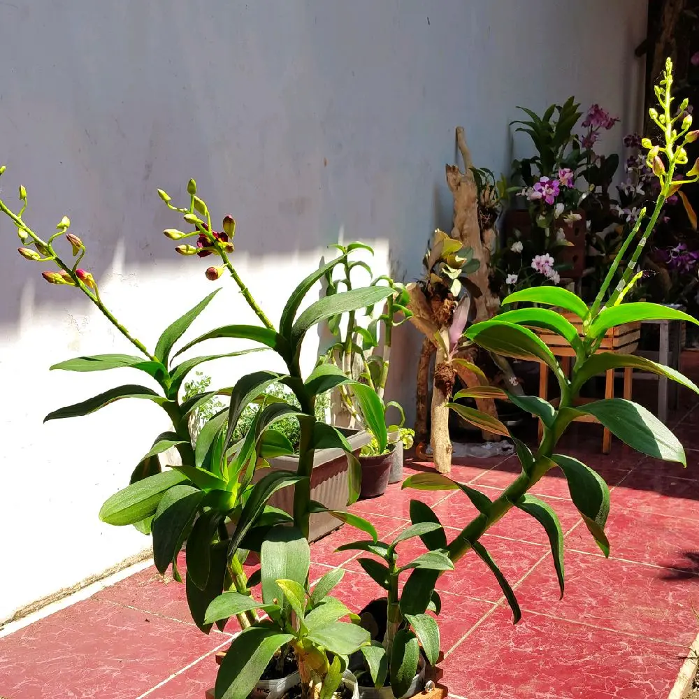 TANAMAN ANGGREK DENDROBIUM DEWASA MORNING SUN