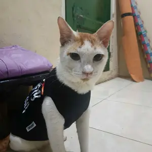 Baju Kucing dan Anjing Aksesoris Hewan Lucu - Kucing Lebaran