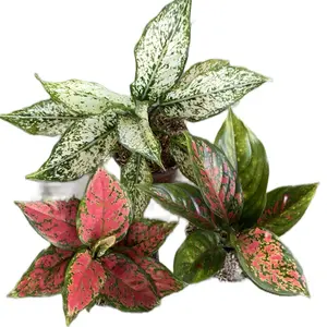 Aglonema snow white ,dut anjamani ,Venus tanaman hias