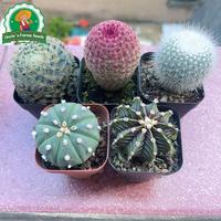 Gambar 6 Biji Kaktus Acak Untuk Menanam Bunga, Benih Kaktus Langka Untuk Berkebun, Benih Bonsai Berkebun, Bibit Bonsai, Menanam Bunga, Dekorasi Taman Luar Ruangan Random Cactus Seeds - 2 Bungkus  dari Benih Pilihan Alam Kota Administrasi Jakarta Pusat 3 Tokopedia