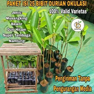 PAKET 25 BIBIT DURIAN OKULASI
