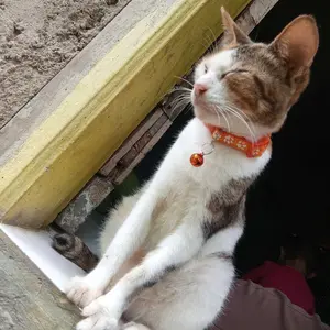 TSA Kalung Kucing Lonceng Hewan Peliharaan Tali Leher Anjing Kecil Lonceng Pet Collar Dog Kitten Adjustable Motif Tapak Kaki Murah I
