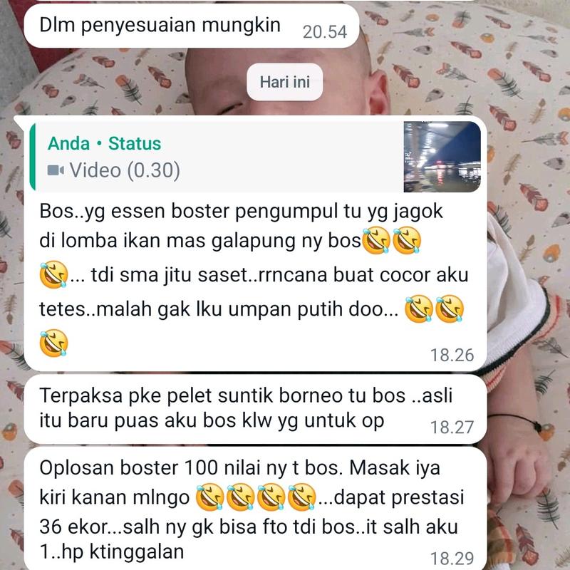 Booster Borneo / Pengumpul Ikan 3