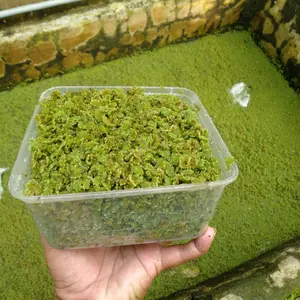 azolla pakan ternak | bibit/indukan berkualitas