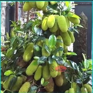 Benih bibit tanaman cempedak hasil okulasi cepat berbuah