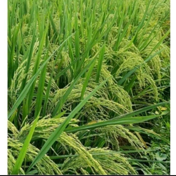 PADI DAN BENIH BENIH PADI ZIZANIA PREMIUM 5kg original produk 4