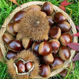 Đặc Sản Tam Đảo 01