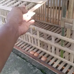 Kandang Ayam Petelur Dari Bambu jumbo Kapasitas 5 Sampai 6 Ekor Terbuat Dari Bahan Alami Dan Tahan Lama