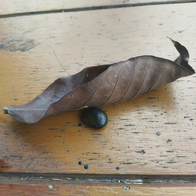 Carbonado stones, di jual karena untuk membiayai menempuh Pendidikan kami, Fashion untuk di gunakan baik Lelaki maupun wanita, Carbonado Black Diamond Meteorite Rough stones, Aksesoris. 1