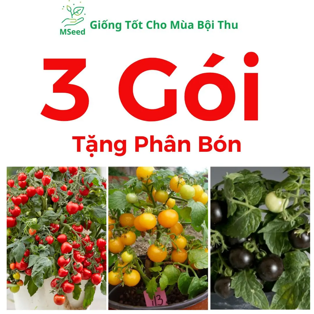 3 Gói Cà Chua Bi Đủ 3 Màu, Tặng Phân Bón.