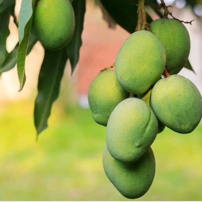 buah mangga muda rujak mangga muda mini segar dan fress enak d bikin rujak dan manisan 1