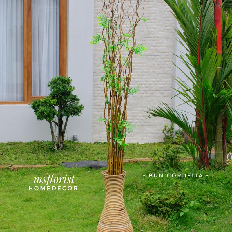 10 Btg Bambu Ulir Cendani Daun Cordelia 142 cm Tanpa Pot - Dekorasi Shabby Warna Natural 5