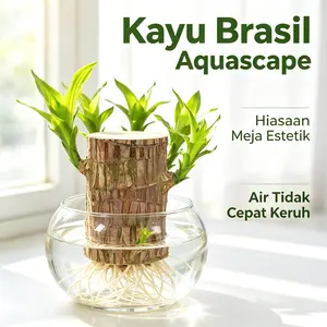 Green Kayu Brazil Kayu Beruntung Bunga Malas Groot Mudah untuk Memberi Makan Meja Balkon Kamar Tidur Kantor Tanaman Hijau Dalam Ruangan Tanaman Pot Wood