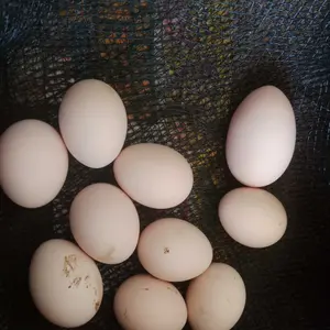 ￼Pur Buras B12L Pakan Ayam Bebek Unggas Repack 1KG