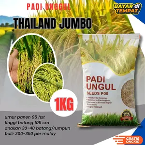Benih padi unggul Thailand jumbo terbaik kemasan 1kg original dan berkualitas
