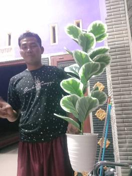 Product Review of TANAMAN ARTIFICIAL KETAPANG  PUTIH 23DAUN(sudah+pot) from b**a s**️ 0