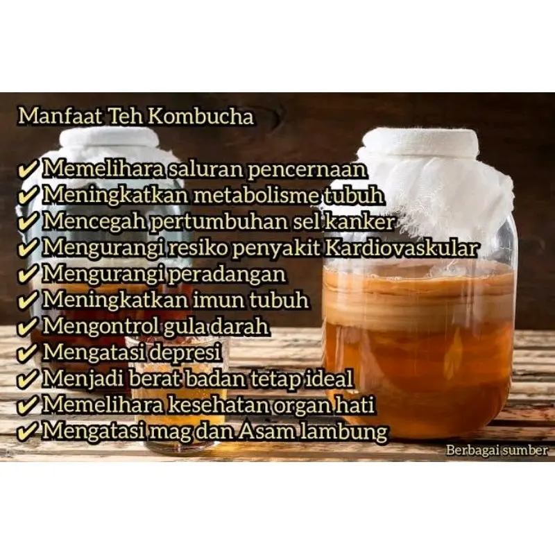 JAMUR DIPO/JAMU SCOBY KOMBUCHA/ BIBIT SCOBY KOMBUCHA