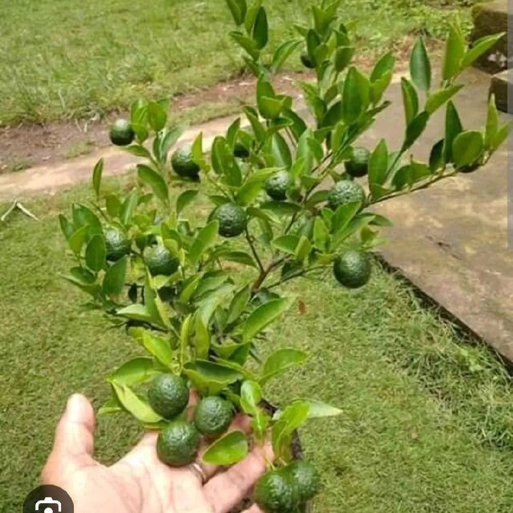 jeruk LIMAU / SAMBEL untuk nyambel