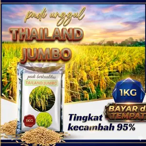 benih padi 1KG original Thailand jumbo terbaik