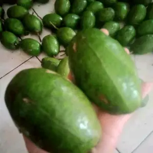 Kedondong fresh kedongdong manis kedondong renyah 1kg