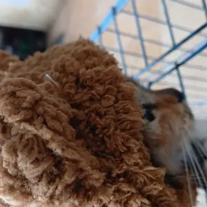 Topi Kucing Anjing Motif Beruang kelinci Lucu Bahan Lembut dan Nyaman untuk Hewan Peliharaan Anda